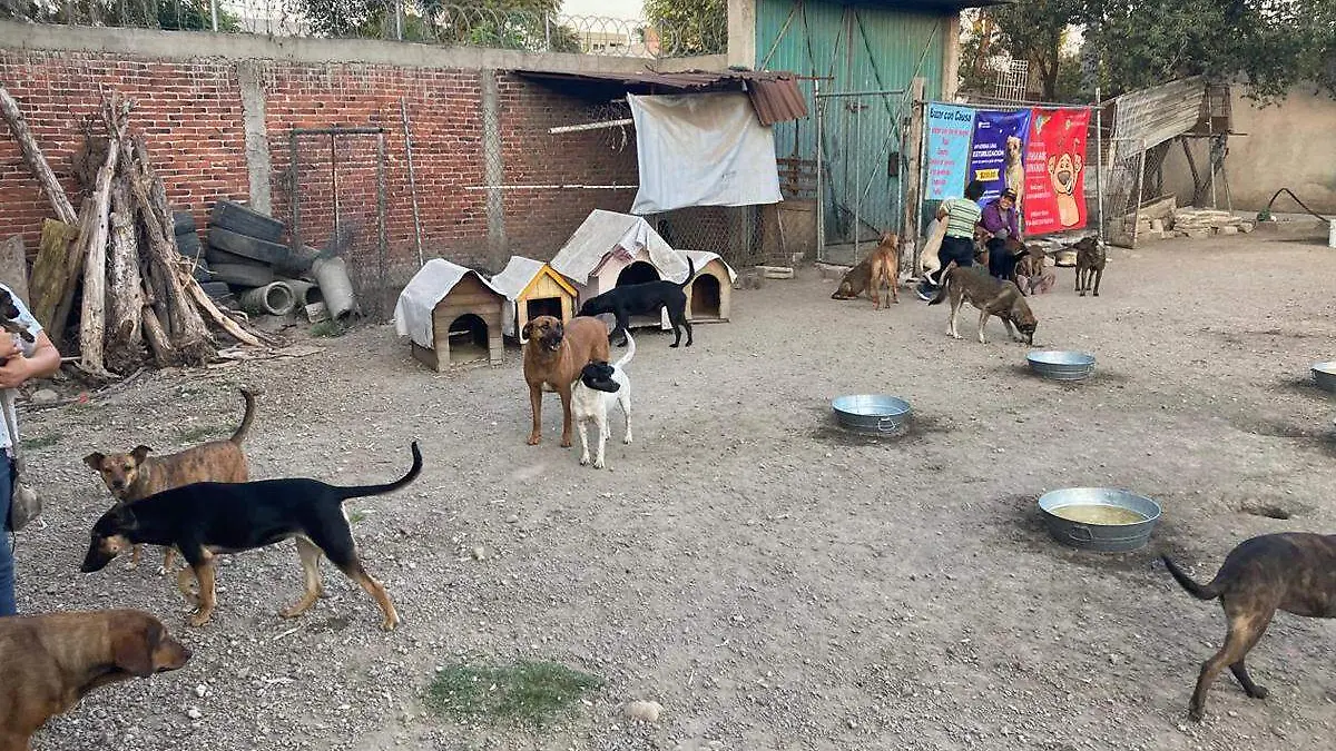 refugio de perros huellitas con alma